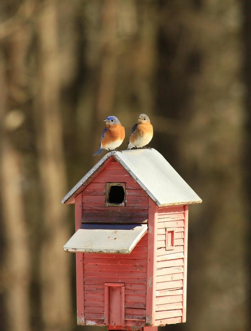 Birdhouse Village